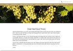 Giant Head Estate Winery 